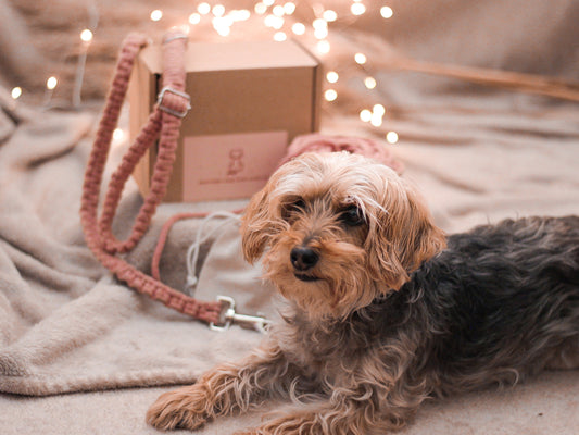 Make Your Own Macrame Dog Lead Craft Kit